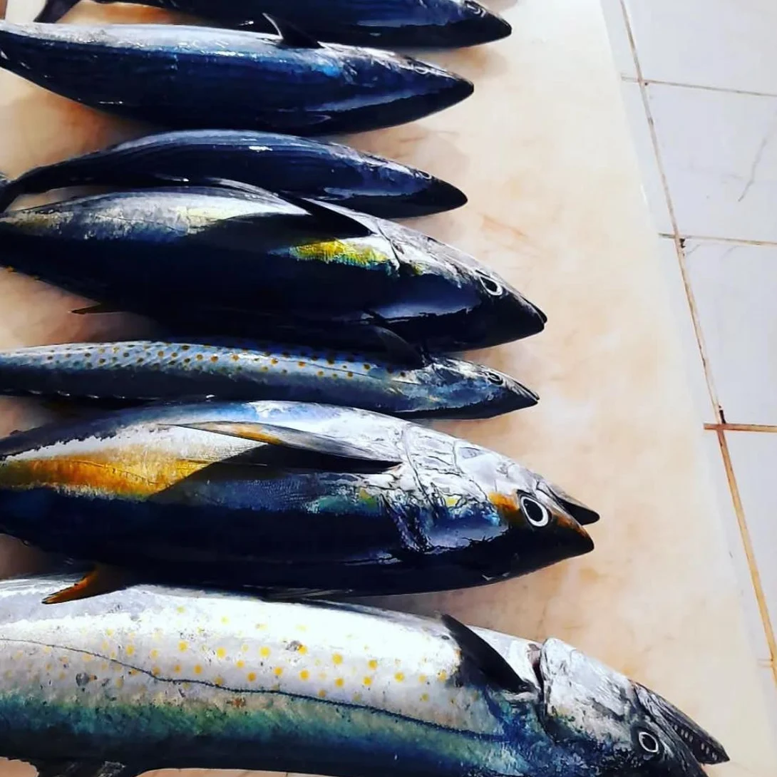 A morning of yellowfin tuna, wahoo and dorado laid out on the deck