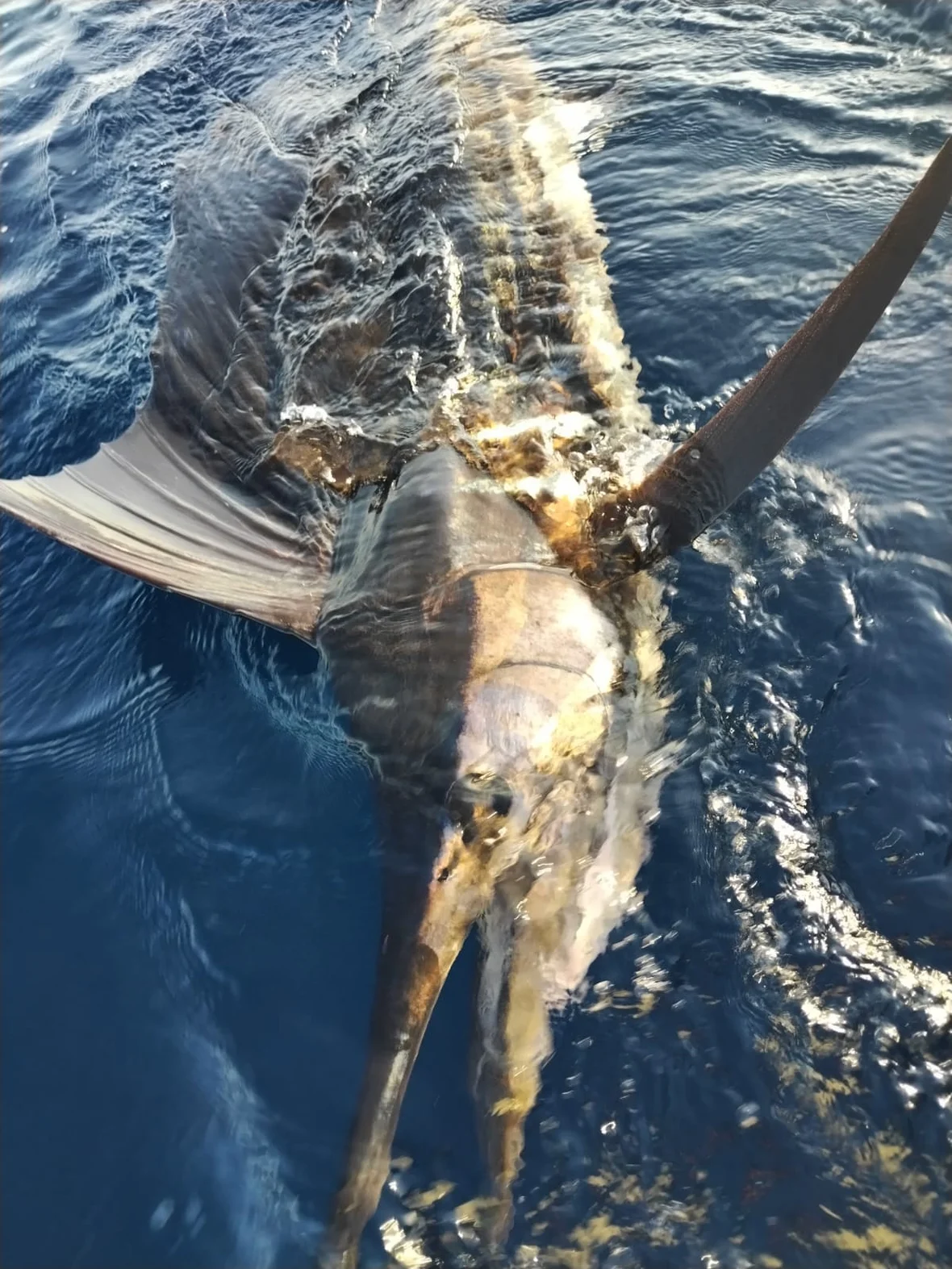 A sailfish alongside the boat off Santa Teresa, sail up, before release