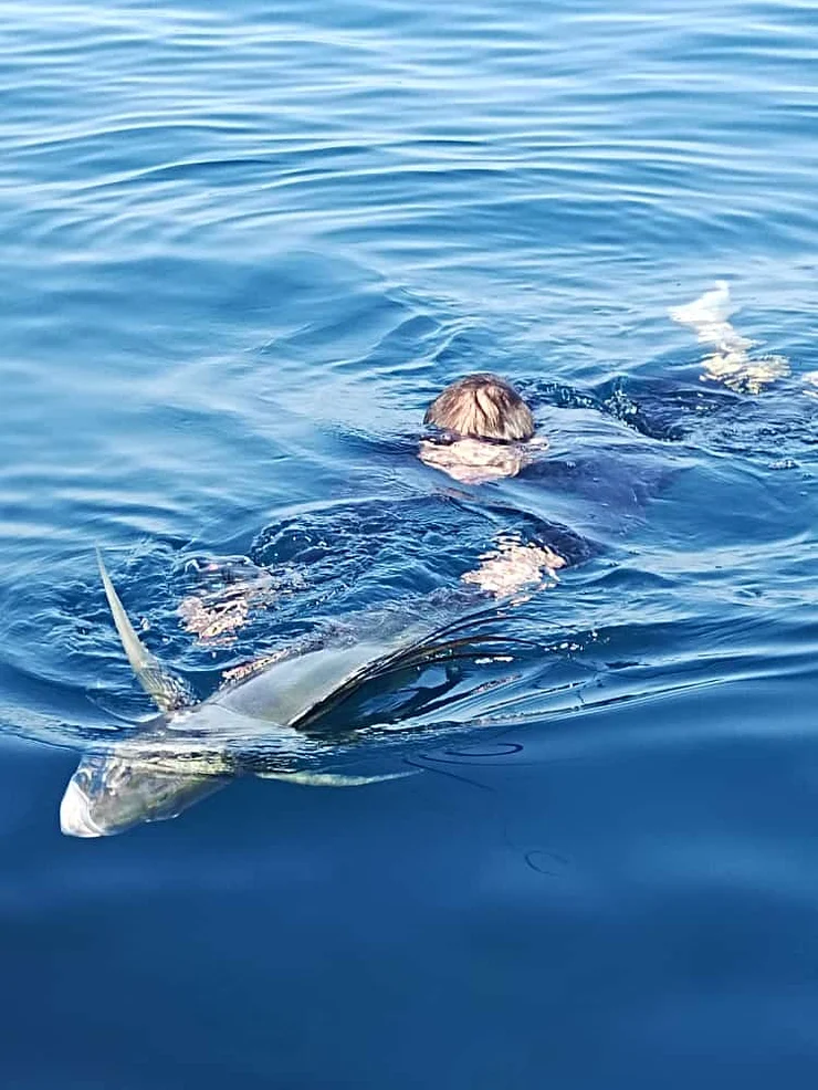 A roosterfish swimming off after release