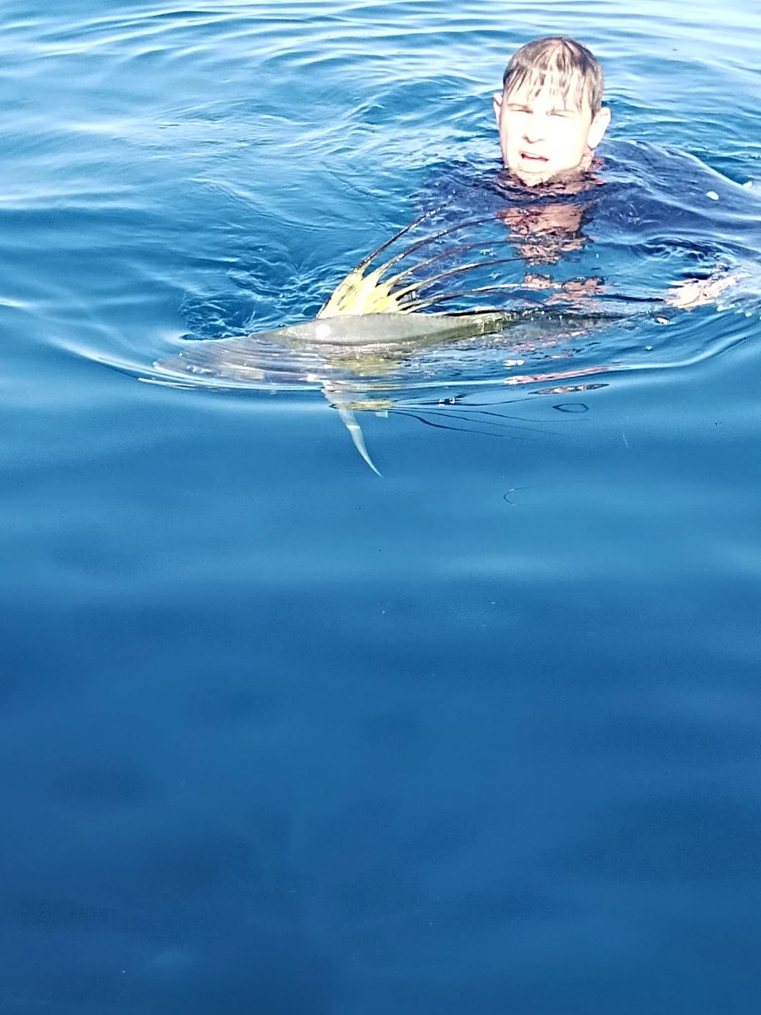 A roosterfish at the surface next to the boat, comb up, moments before release
